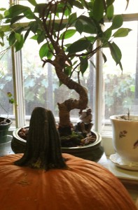 baby bonsai celebrates tu bishvat