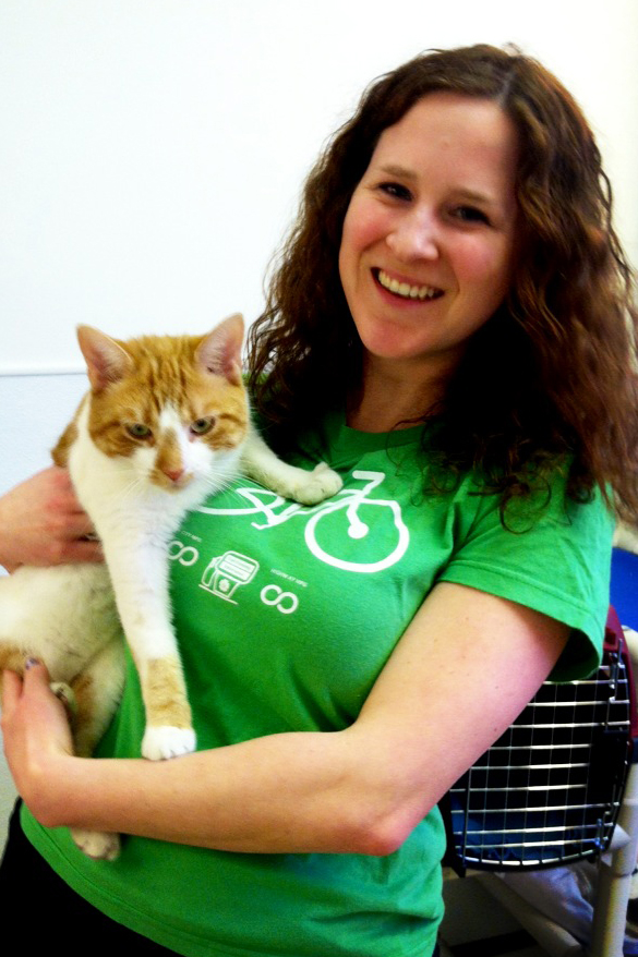 green your cat adoption shelter cat