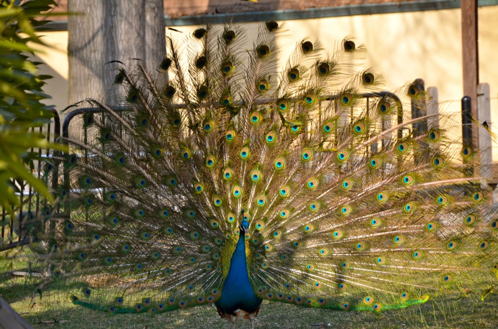 Philadelphia Zoo Peacock