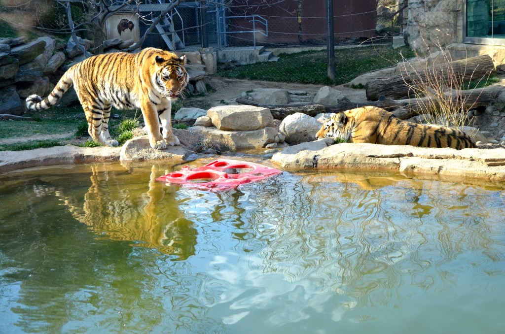 Philadelphia Zoo Tigers
