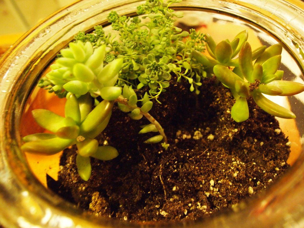 succulent terrarium plants