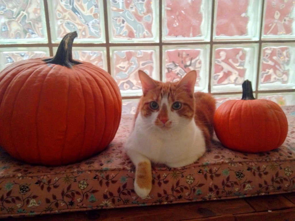 halloween cat