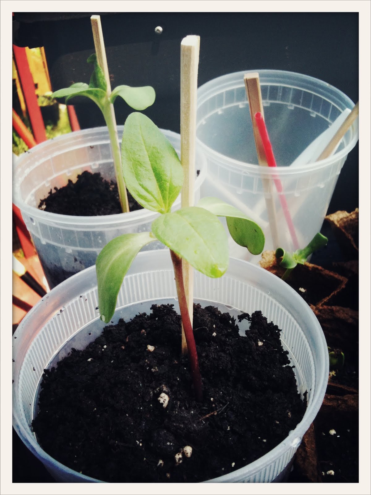 4 Ways to Reuse Chopsticks Friday Quickie Green Philly