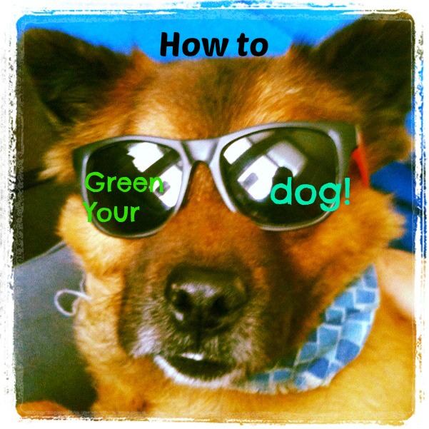 8 Easy & Amazing Ways to Green Your Dog