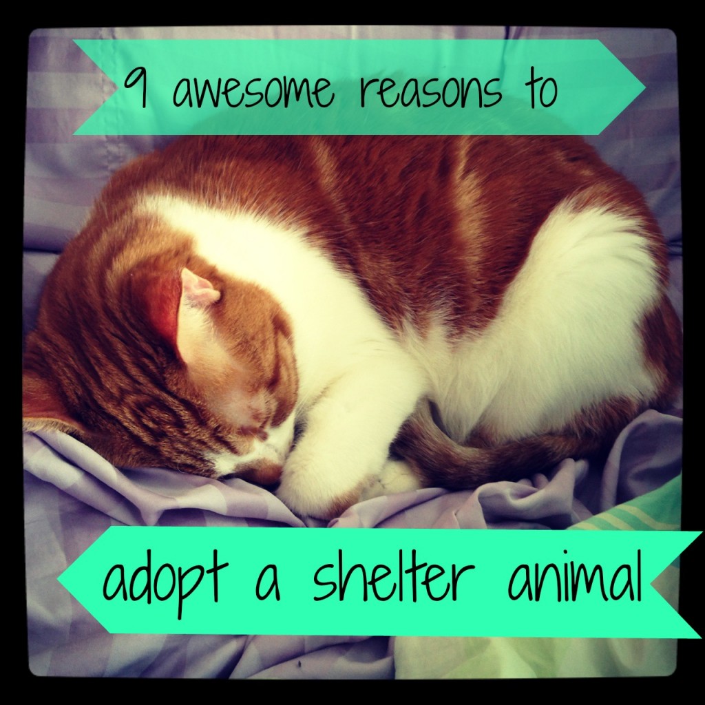 9 reasons to adopt a shelter animal