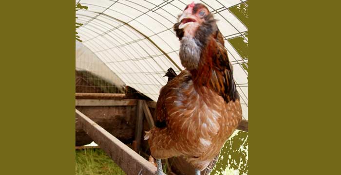 How to Raise Chickens: 10 Tips for Backyard Fowls