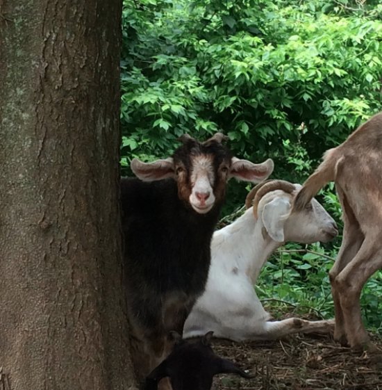 Laurel Hill Cemetery Curious goats