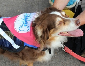 Vote for your Hood’s Spokedog for Philly Water’s Best Friend!