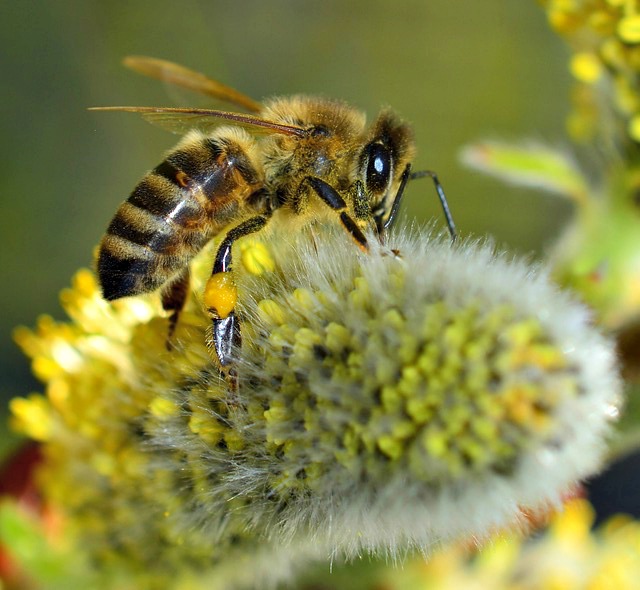 Local PA House Reps Urge EPA to Protect Bees