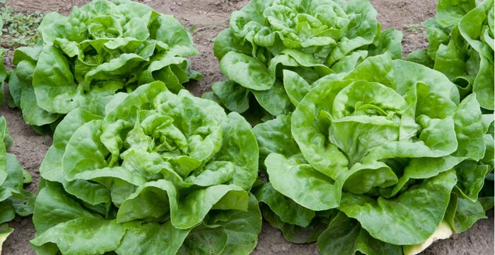 Recipe: Warm Farm Fresh Dinner Salad