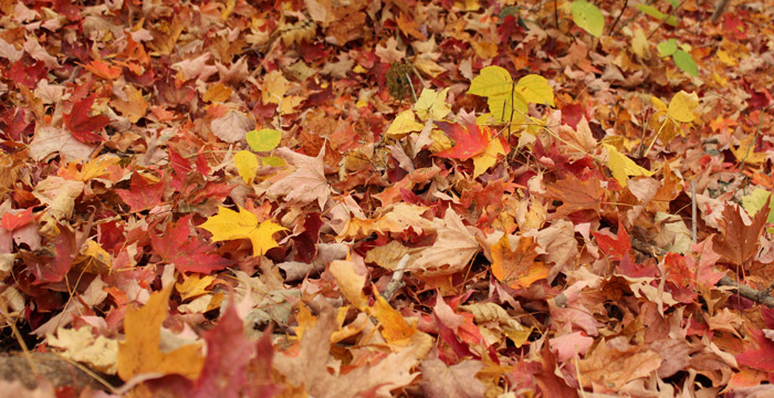 Philadelphia Leaf Collection 2015: Where to Compost