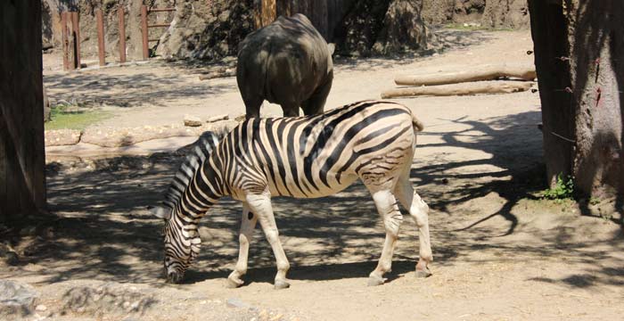 Fo-Turkey & Loose Zebras Week: Events November 23 – 29, 2015