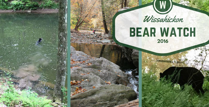 If you can BEAR Friday: Black Bear Spotted in Wissahickon