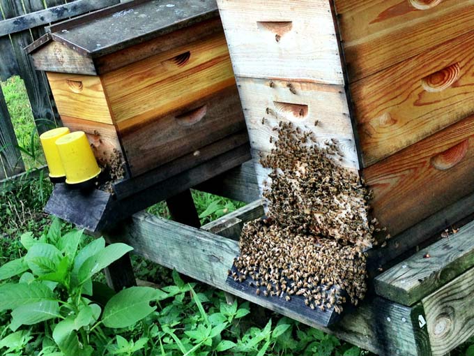 bees beekeeping