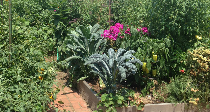 How a Local Data Collaborative Increases Value of Community Gardens