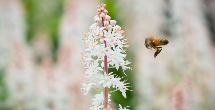8 Plants in Northeast To Help Save Pollinators: Bees, Butterflies & More