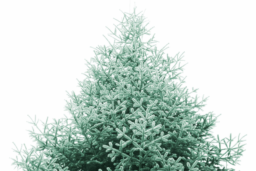 Where to Recycle Your Christmas Tree in Philly 2019 Green Philly