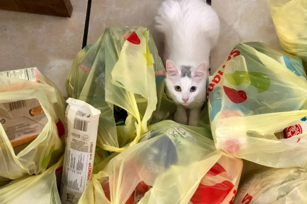 Philadelphia FINALLY PASSED A PLASTIC BAG BAN! Green Philly