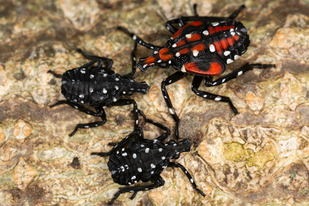 Spotted Lanternflies Are Resilient, But Not Invincible. Here’s What You