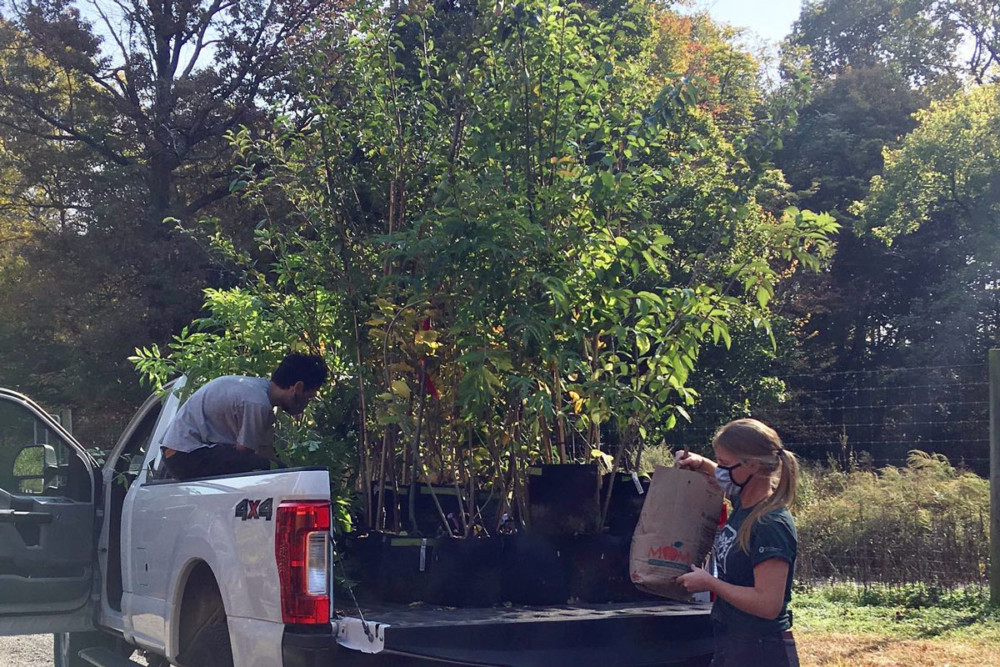 TreePhilly giving 1000 FREE Trees to Plant at Home Green Philly