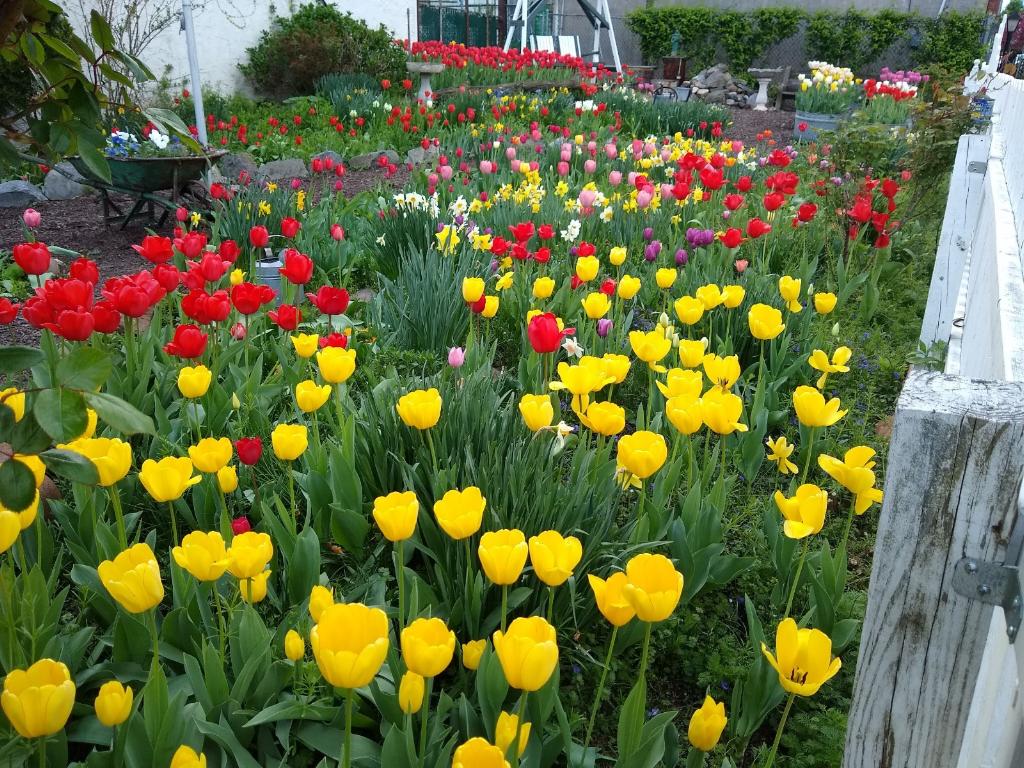 Tulip Street Garden