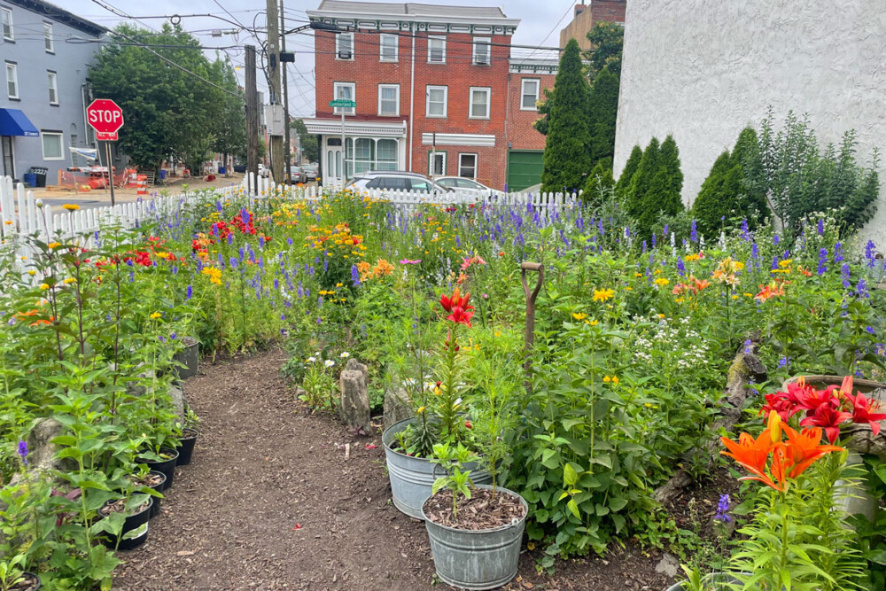 Seeds of change: How Tulip Street Garden became a neighborhood oasis &  pollinator protector